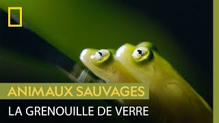 La Grenouille De Verre, Un Magnifique Amphibien À La Peau Translucide