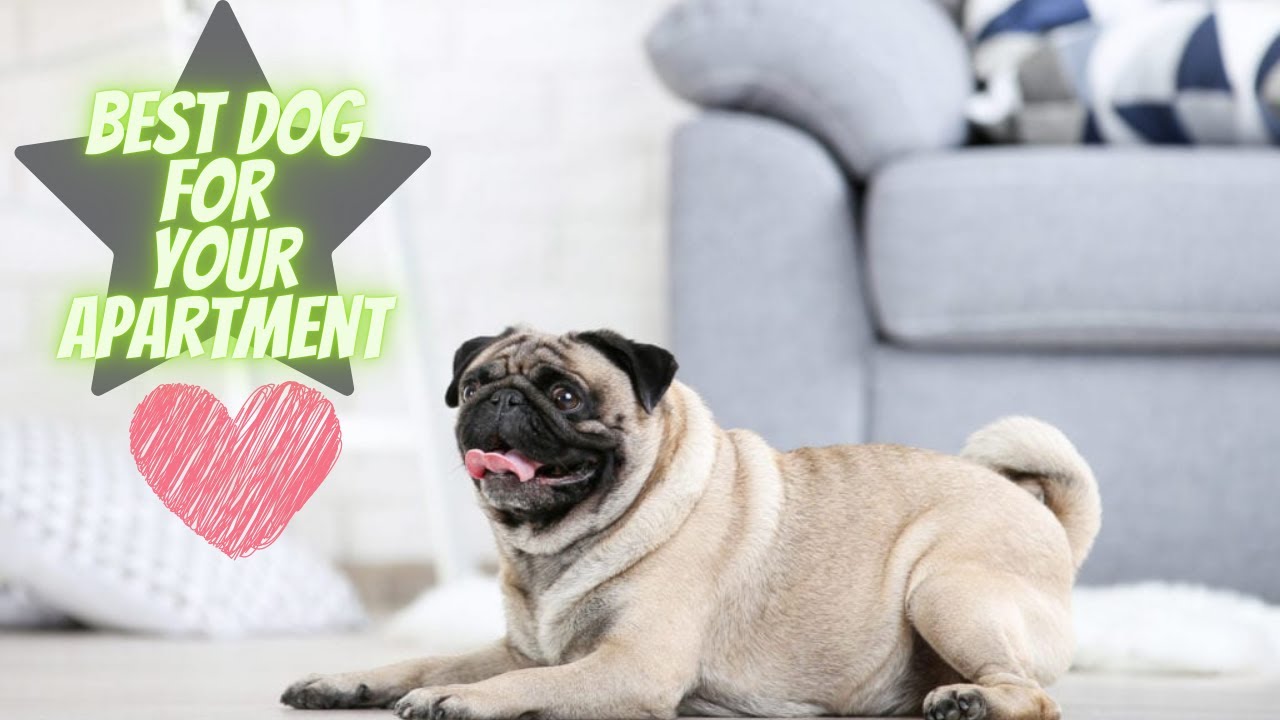 Top 10 Apartment dogs Best Apartment dogs best Small house dogs