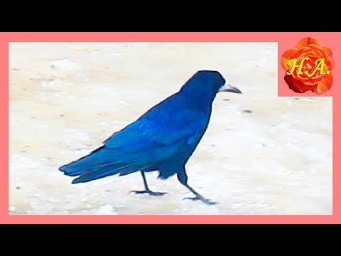 Грачи прилетели Как отличить грача от вороны🐦