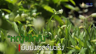 MFU HERB CHANNEL l ตอนที่ 22 หญ้าปักกิ่ง