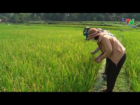 Video: Khảm Sọc Lúa Mạch Là Gì - Cách Xử Lý Khảm Sọc Lúa Trên Cây