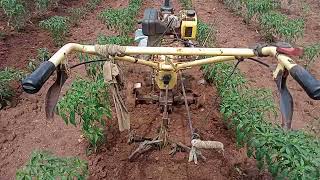 chilli intercultivation with power weeder, making small beds