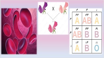 Complex Inheritance Patterns || Mrs. Biology