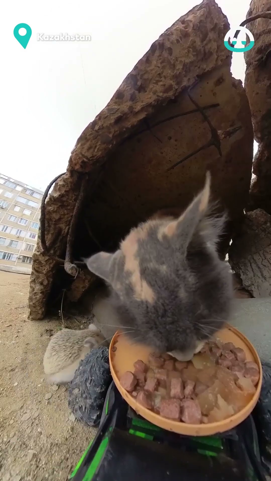 Brave Tiny Hedgehog Takes Cat Food || ViralHog