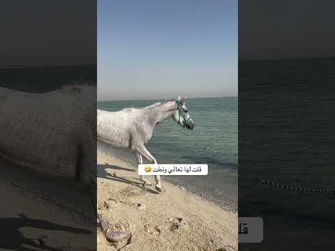 نوف الله يبارك فيها ماشاءالله بحر الدمام  خيل عربيه اصيله خيول