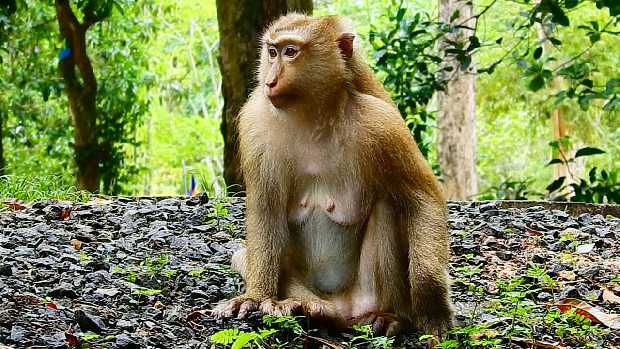 Rose monkey is super beautiful Lady now she has good relationship with Pongo