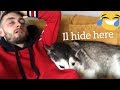 Snoring Wars With My Husky!!! [FUNNIEST REACTION EVER]