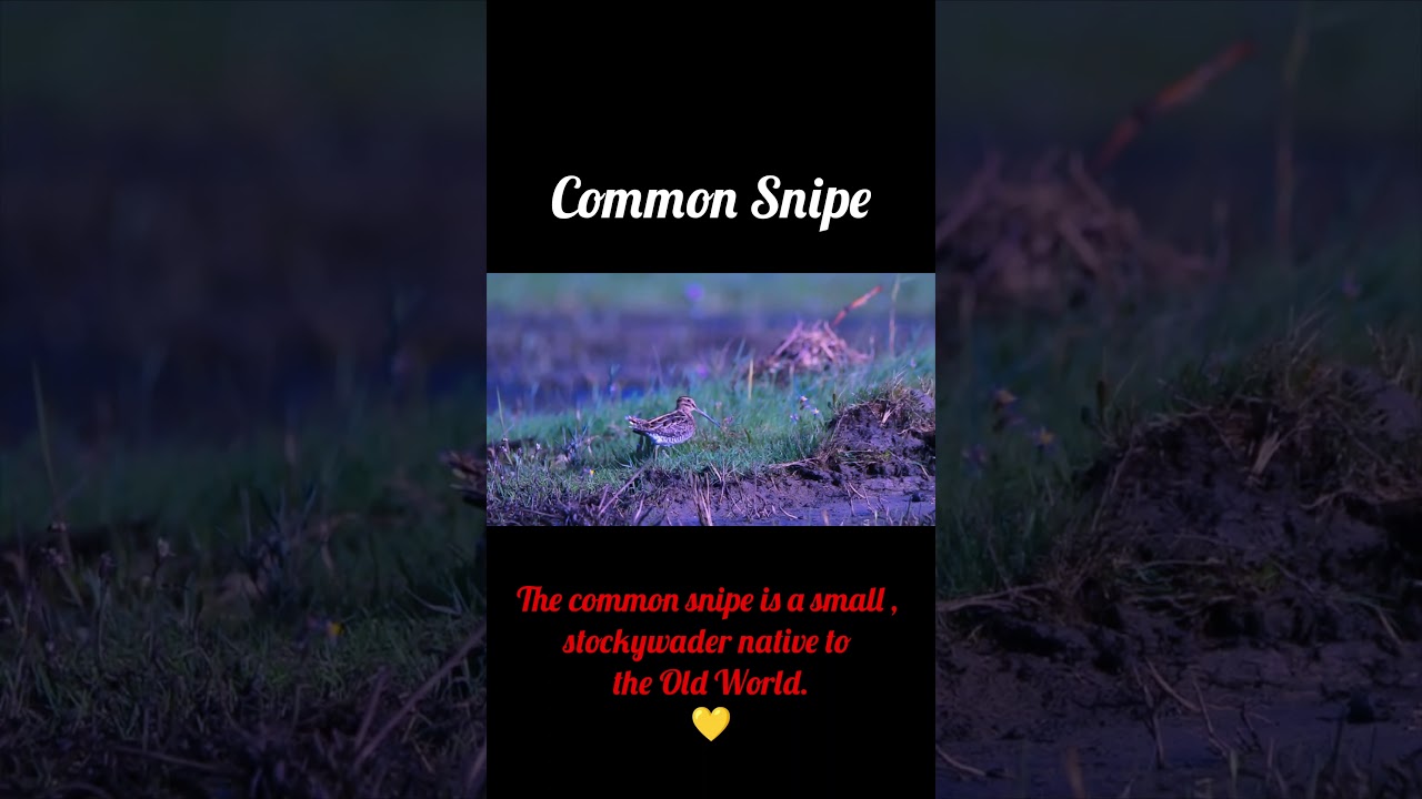 Common Snipe ❤️ 
