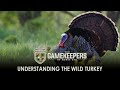 Understanding the wild turkey