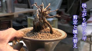 姫ウツギの剪定と植え替え - YouTube
