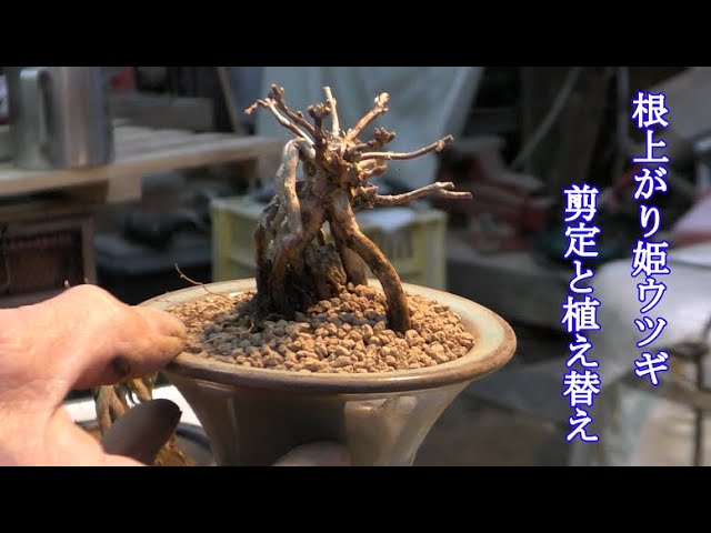 姫ウツギの剪定と植え替え - YouTube