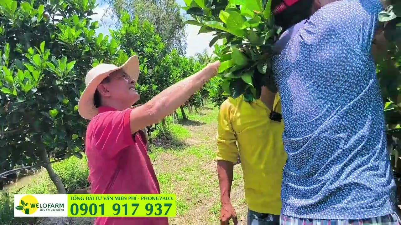 KHI NÀO CẮT ĐỌT MÍT ĐỂ LÀM TRÁI NGHỊCH VỤ