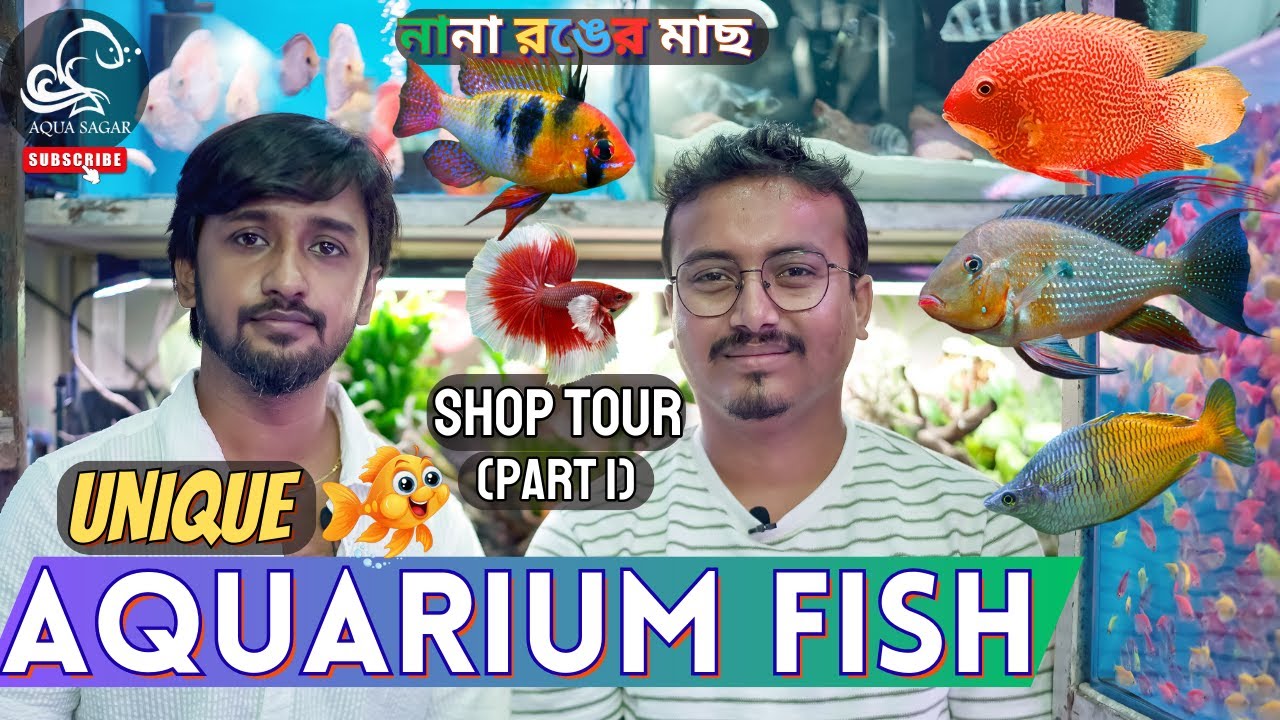 Unique Aquarium Fish Varieties | Kolkata Aquarium Gallery Tour (Part 1)