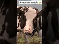 vaca lutadora
