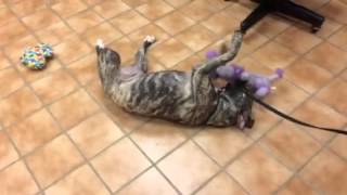 Meet Nova A Terrier American Pit Bull Currently Available For Adoption At Petango 9152015 12