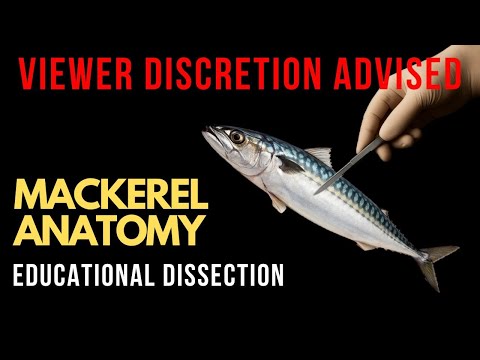 What's Inside a Mackerel?