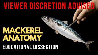 Download Lagu Wat zit er in een makreel? MP3