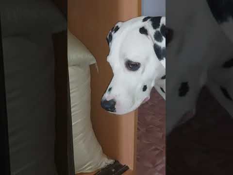 Наши четвероногие любимки.Часть 2. Выходи ,я тебя нашла))