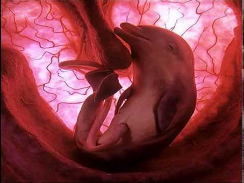 Ballenas y ultrasonido en acción