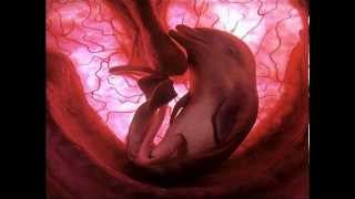 Animales en el utero-Musica ultrasonidos canto de ballenas