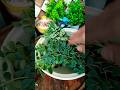 Moringa Powder Benefits | Moringa Superfood Powder #recipe​ #food​ #shorts​ #moringa​ #ytshorts
