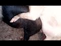 Hampshire And Large White Pigs Mating Hampshire And Large White Pigs Mating