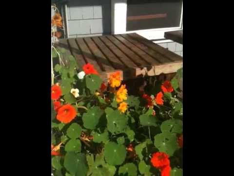 Coffee Order Video