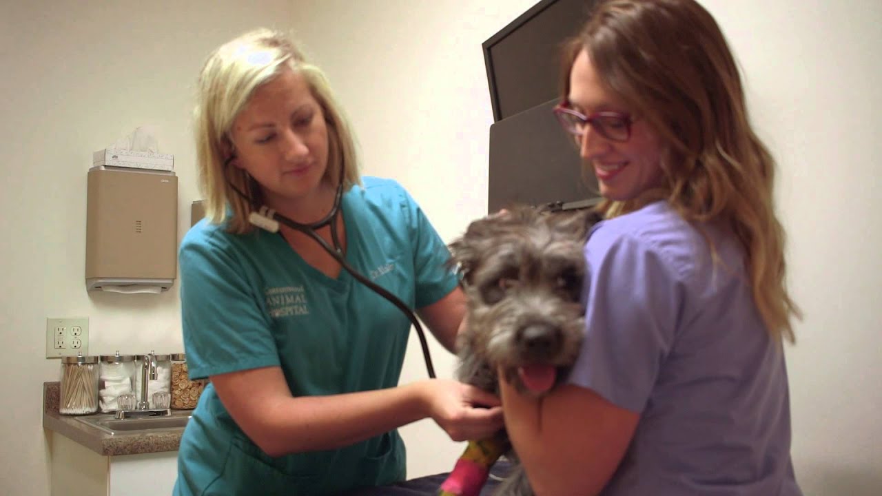 to Cottonwood Animal Hospital YouTube