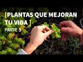 👩‍🌾 USOS y CONSEJOS sobre plantas 3 [PERMACULTURA]