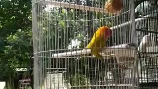 Top Hits - Goyang Lovebird Dangdut Geboy