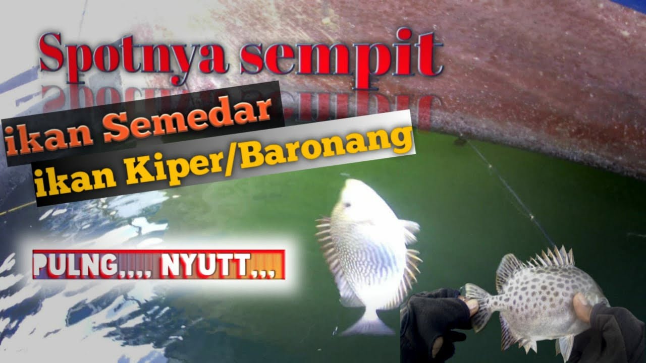 Mancing kiper & semedar di pinggiran di pelabuhan tanjung mas,,