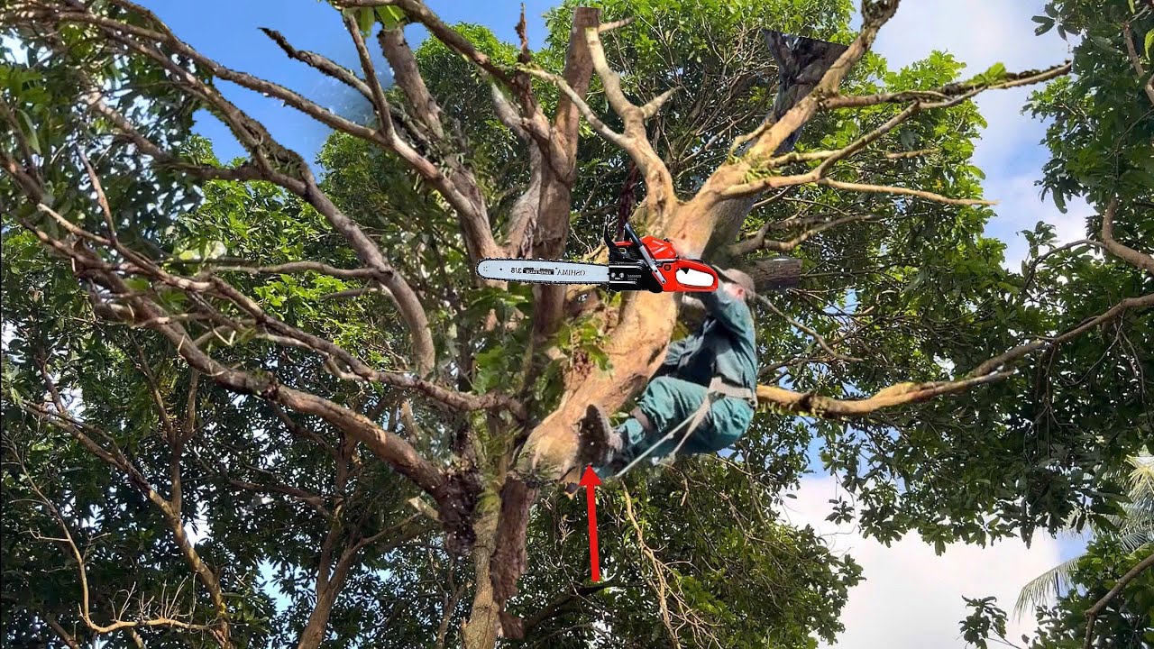 Многие молодые манговые деревья на горе, стволы которых сгнили, были срублены и выброшены.