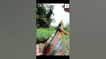 Cứ đang câu mà có điện thoại là có cá cắn #fishing #casuoii