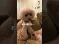 この子、取扱説明書つけてください #トイプードル #dog #toypoodle