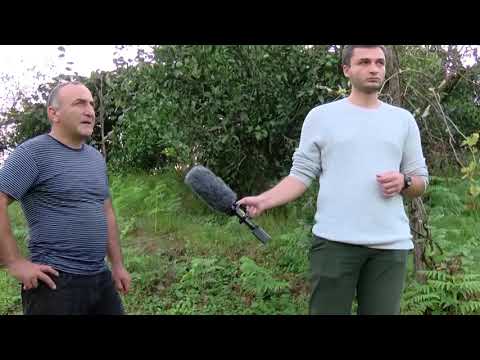 როგორ მიიღო ფერმერმა გურიაში მანდარინის კარგი მოსავალი 01.11.2018