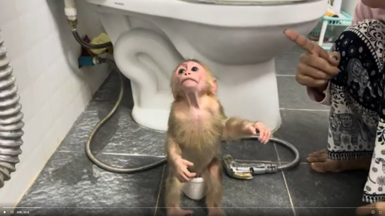 Baby monkey Bella P00PING and having bath