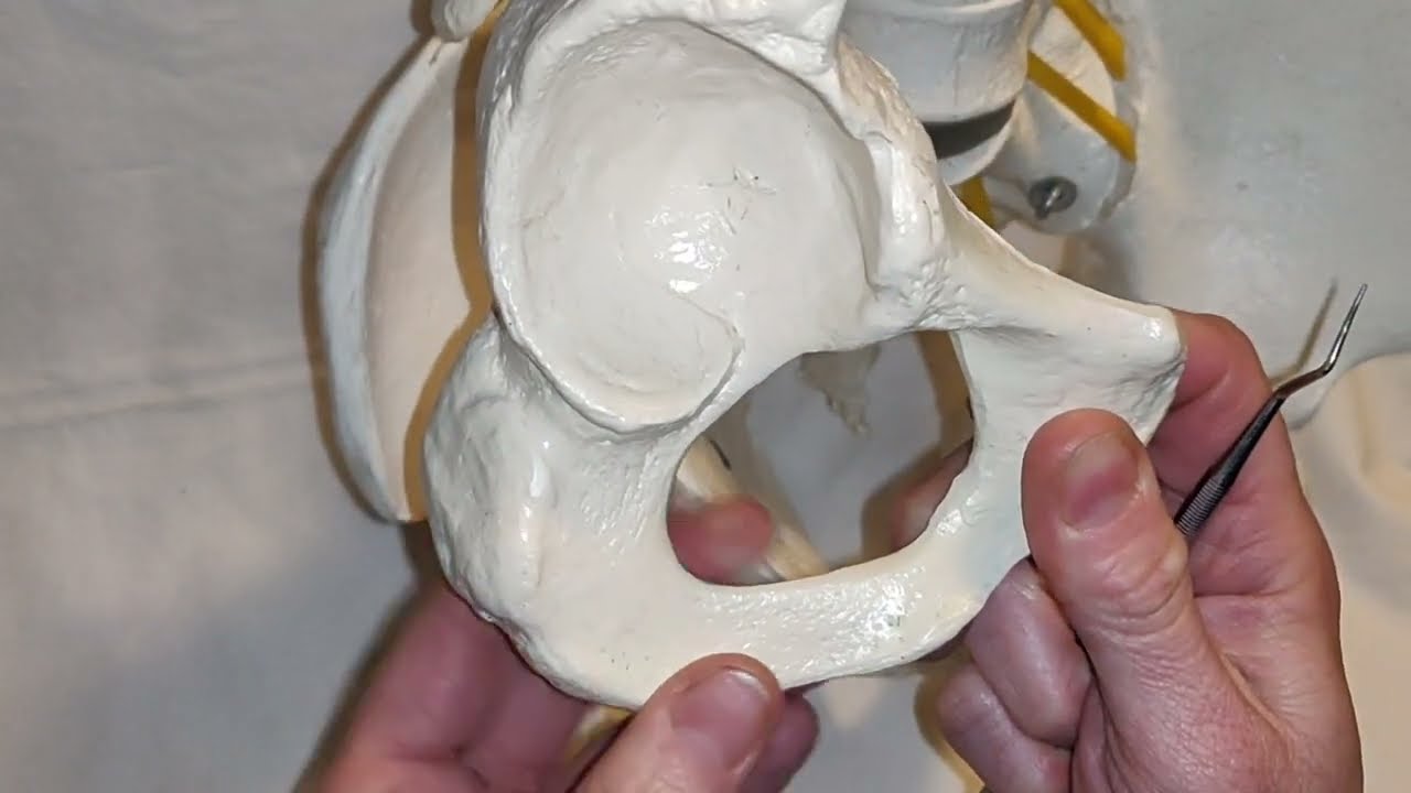 Os coxae - das Hüftbein. Anatomie Becken. Knochenpunkte und Flächen im Detail.