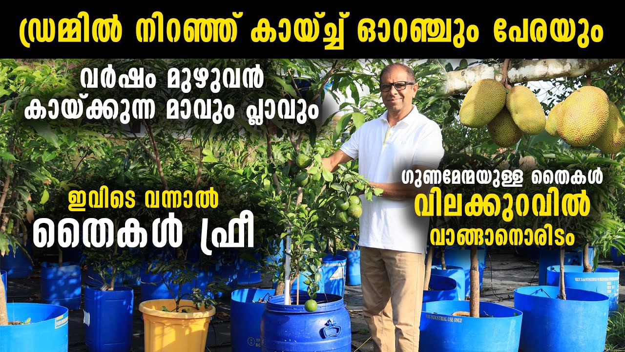 ‍‍‍ഡ്രമ്മിൽ നിറഞ്ഞ് കായ്ച്ച് ഓറഞ്ചും പേരയും വർഷം മുഴുവൻ കായ്ക്കുന്ന മാവും പ്ലാവും |  തൈകൾ ഫ്രീ