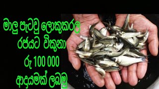pond fish culture/fish farming sinhala/how to make fish cage/sinhala fish farming/thilaphi/THILAPHI