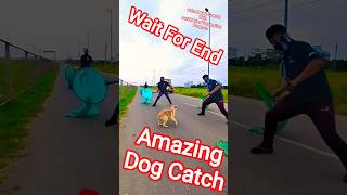 Main Road Double Dog Catch #dog #streetdogrevival #ytviral #ytshortsindia #shorts