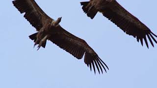 Conquest of the Skies - Triumph ( Episode 3 )