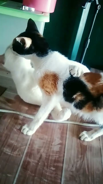 unconditional love