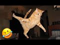 この遊び好きな動物たちはあなたをずっとクスクス笑わせます！😂
