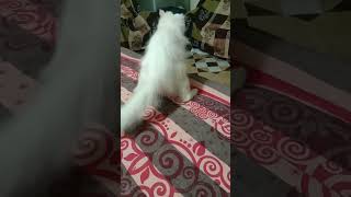 Bulbul And Failu Are Fighting