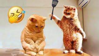 CLASSIC Dog and Cat Videos😸🐶1 HOURS of FUNNY Clips🤣