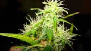 Video Marihuana Gondwana