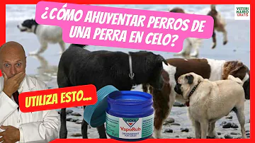 ¿Cómo hacer que un perro deje de estar en celo?