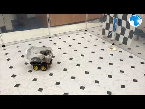 Scientists successfully train rats to drive tiny cars