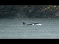 Crews are trying to rescue an orca calf stranded in a lagoon off Vancouver Island