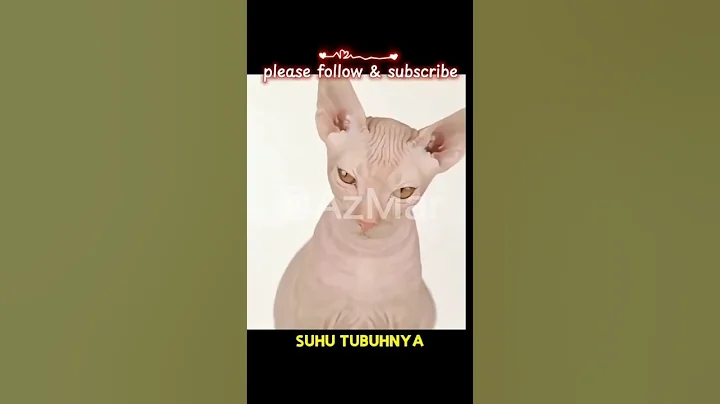Video 10700171: pets sphinx cat, kucing sphynx